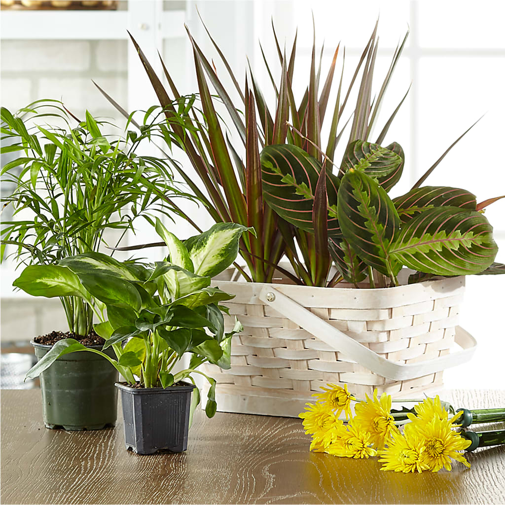 Florist Designed Blooming and Green Plants in a Basket – Edgewood Florist, Lachine PQ