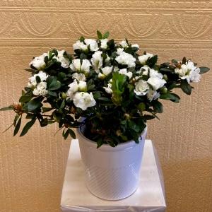 Azalea – Edgewood Florist, Lachine PQ