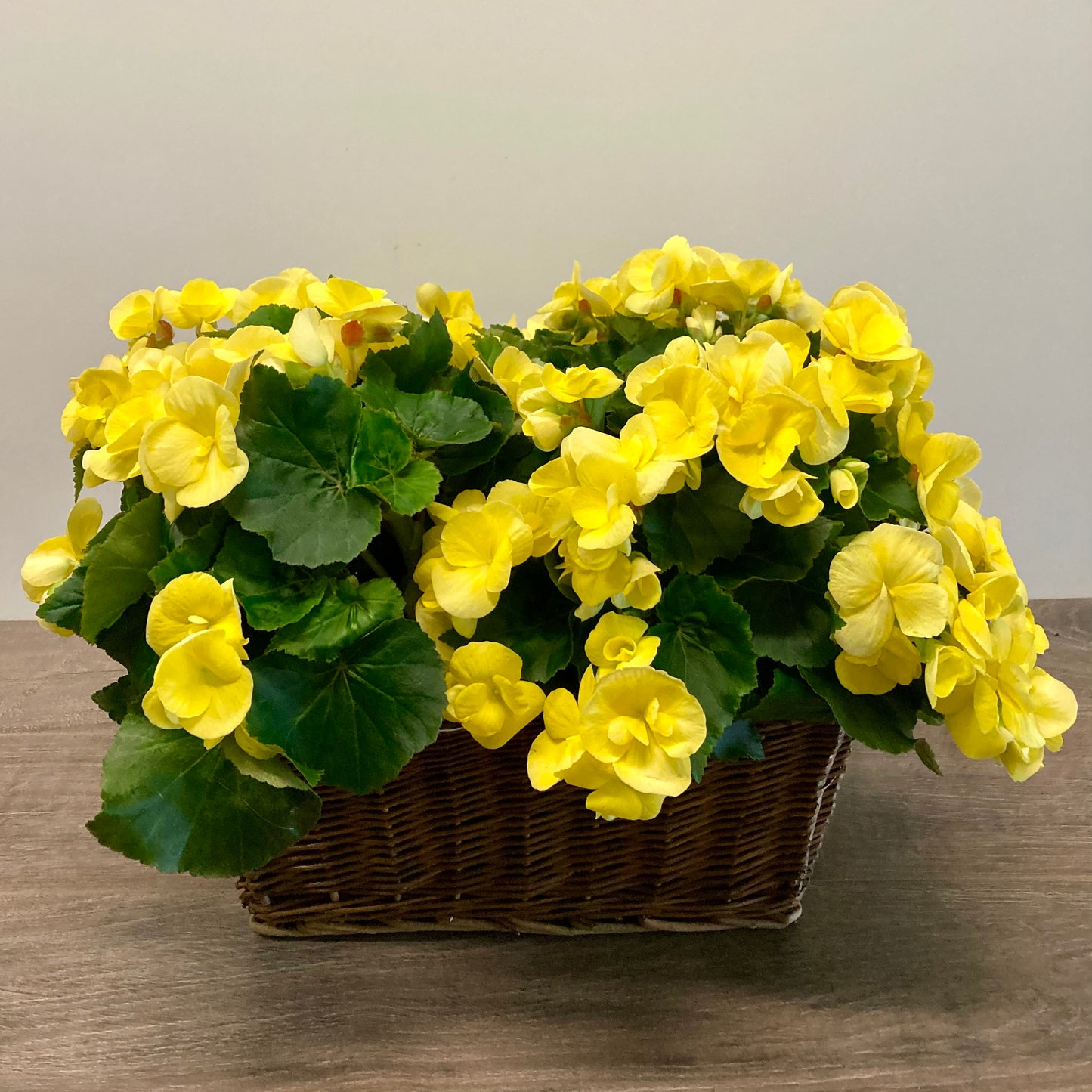 Double Begonia Planter