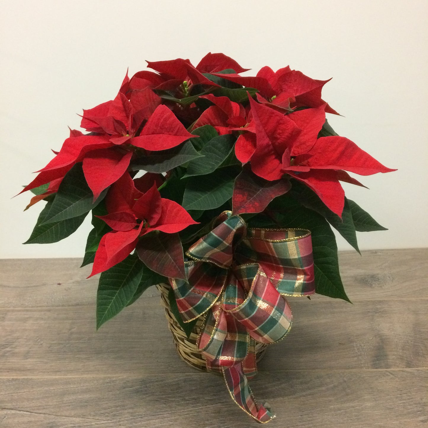 Poinsettia 'Classic'