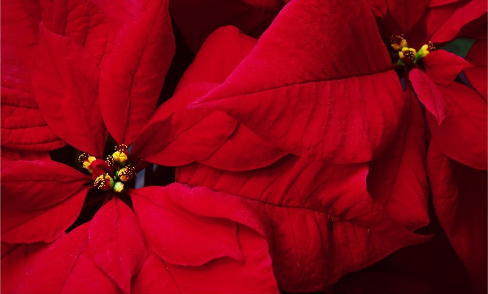 Christmas & Hanukkah