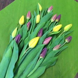 Bouquet of Fresh Cut Tulips