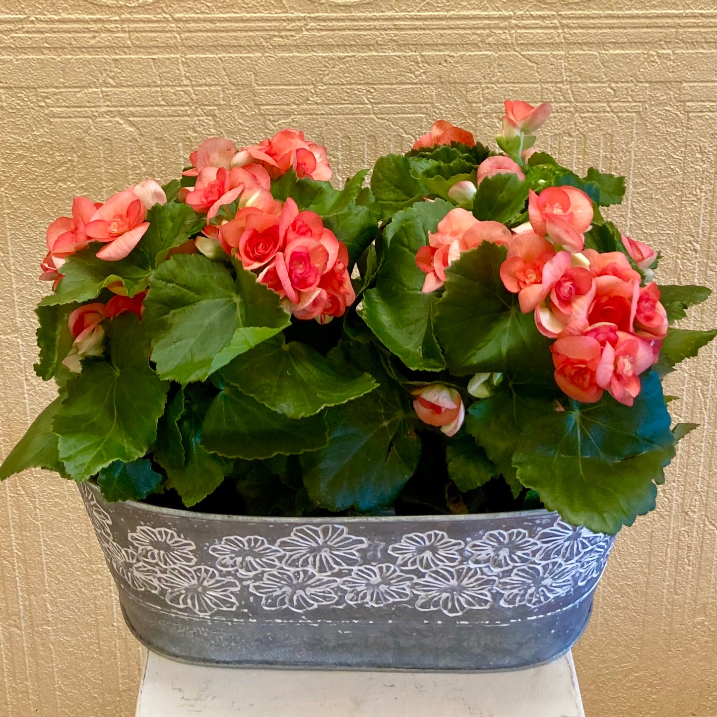 Jardinière double pour bégonias