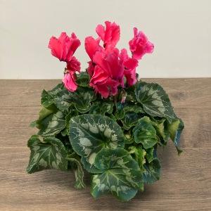 Cyclamen