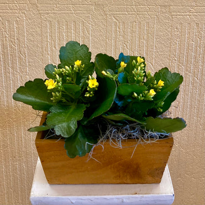 Kalanchoe Planter –  Edgewood Florist, Lachine PQ