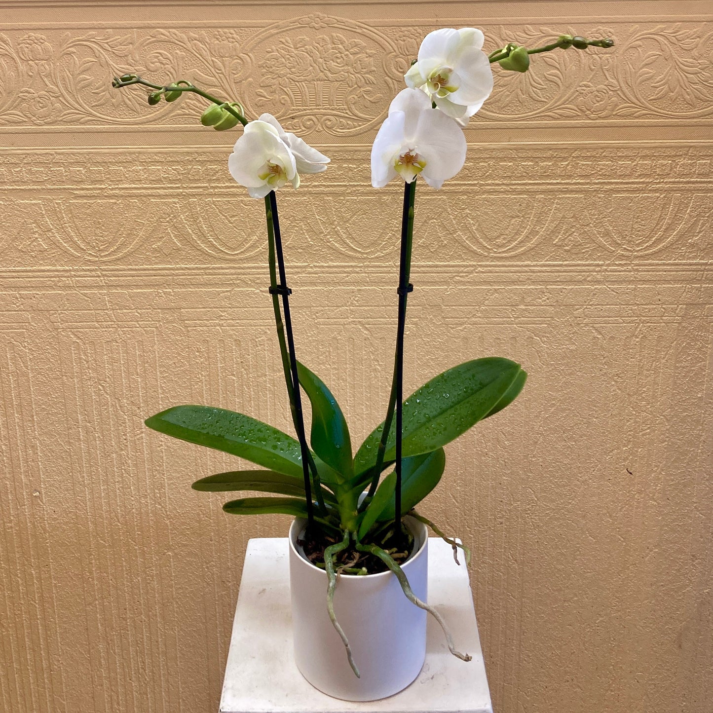 Phalaenopsis Orchid - Double Stem –  Edgewood Florist, Lachine PQ