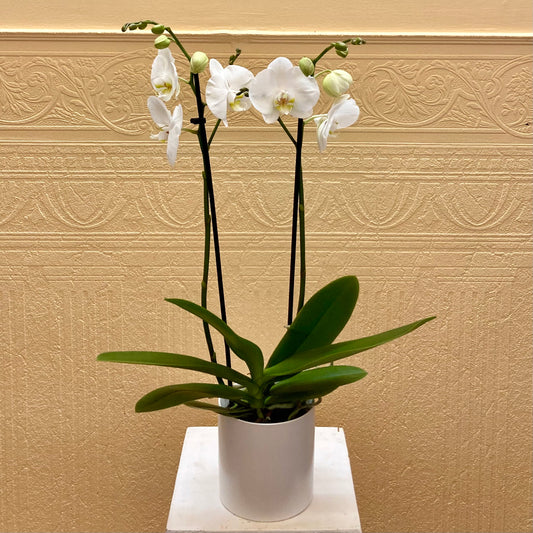 Orchidée Phalaenopsis - Tige double