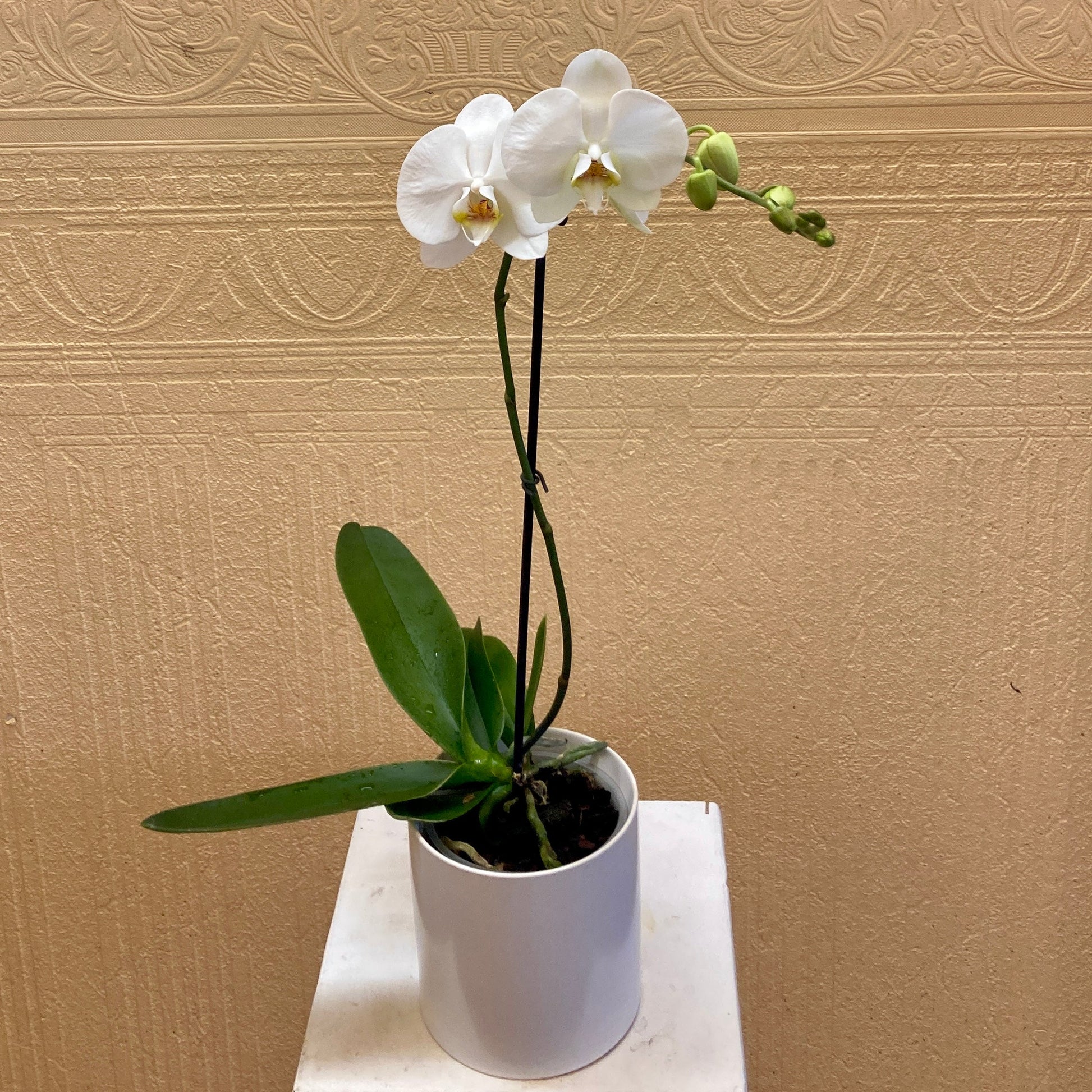 Phalaenopsis Orchid - Single Stem –  Edgewood Florist, Lachine PQ