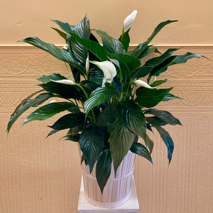 Spathiphyllum –  Edgewood Florist, Lachine PQ