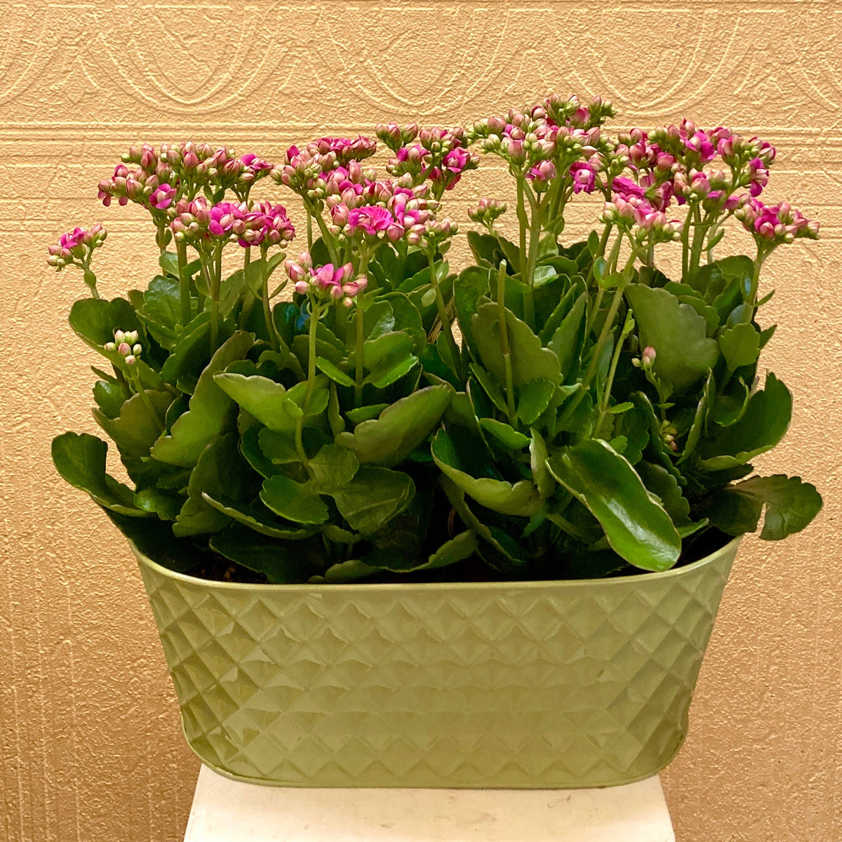 Double Calandiva Basket –  Edgewood Florist, Lachine PQ