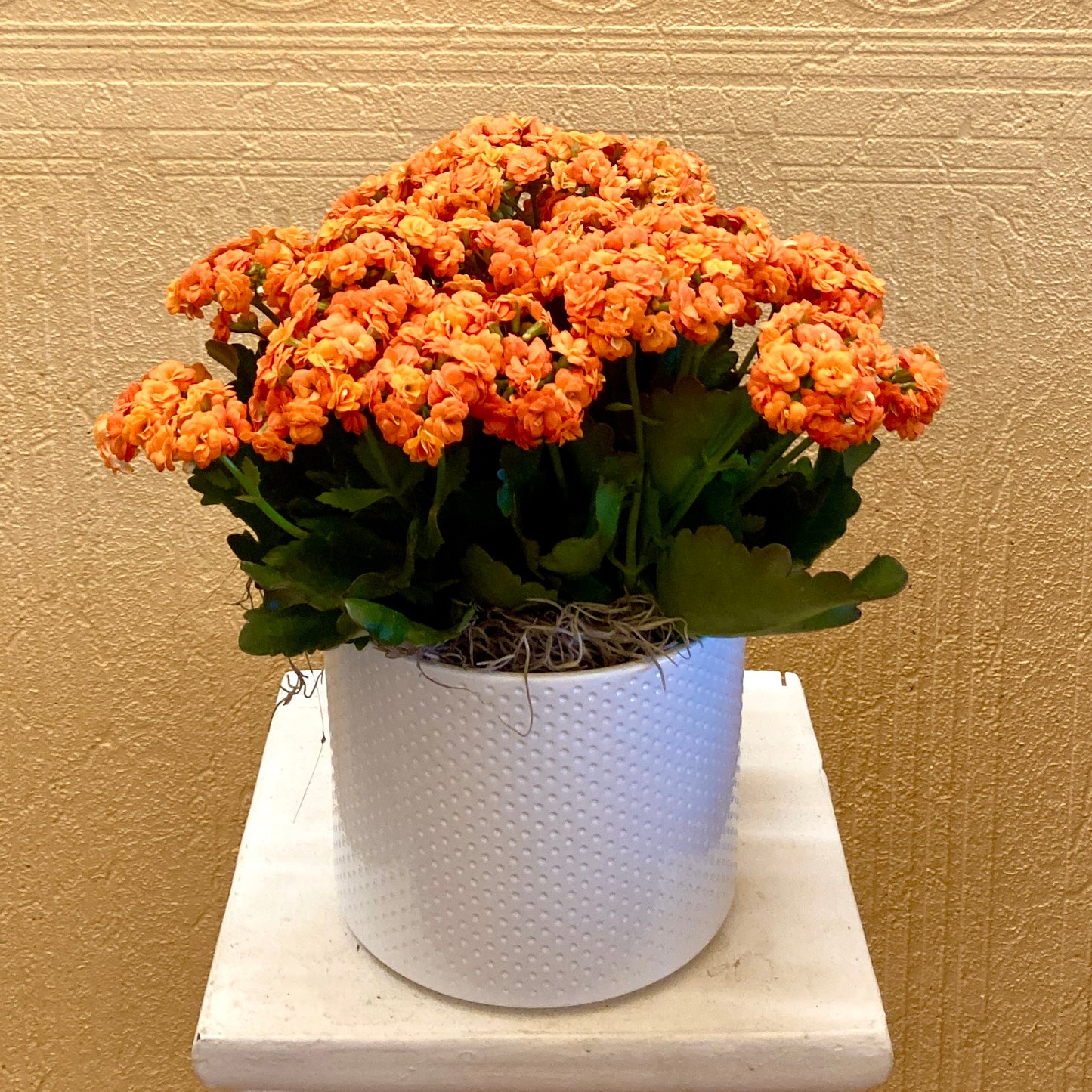 Calandiva –  Edgewood Florist, Lachine PQ