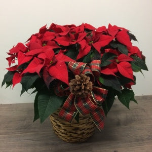 Poinsettia 'Premium'