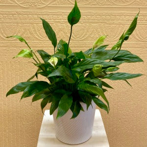 Spathiphyllum