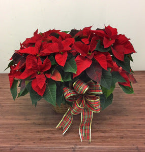 Jardinière double poinsettia