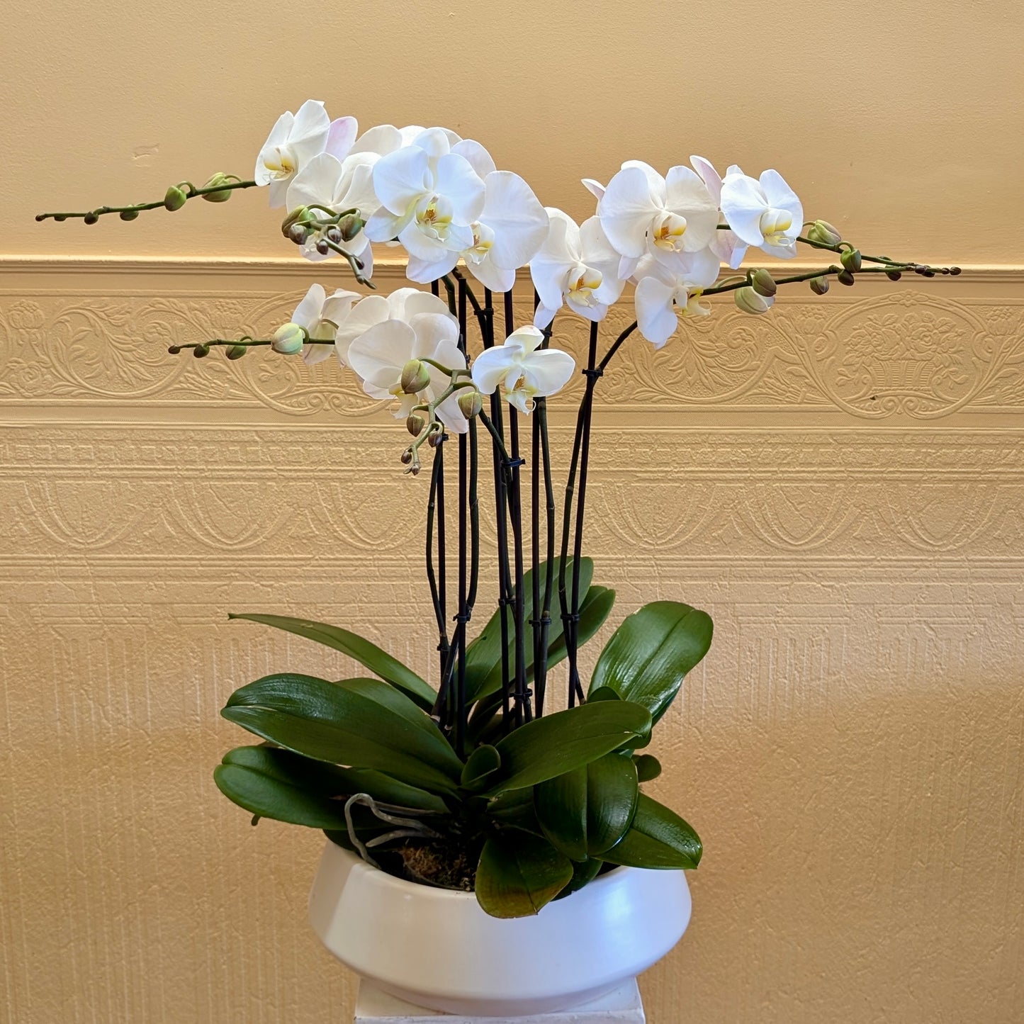 Phalaenopsis Orchid Planter