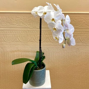 Phalaenopsis Orchid - Premium Single Stem