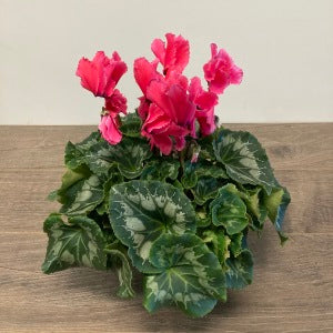 Cyclamen