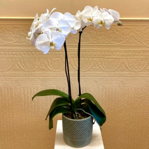 Orchidée Phalaenopsis - Tige double de qualité supérieure